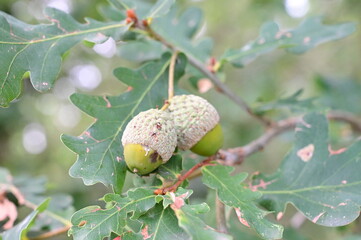 acorn hanging from a tree oak leaf background nature summe © pedro