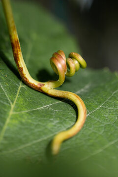Grape tendril. Captive to the green tendril. Natural geometry. Hugs