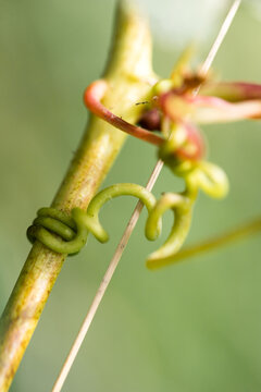 Grape tendril. Captive to the green tendril. Natural geometry. Hugs