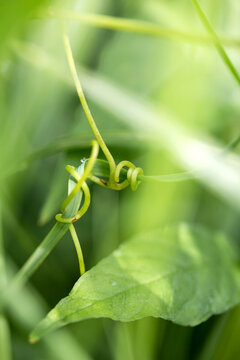 Grape tendril. Captive to the green tendril. Natural geometry. Hugs