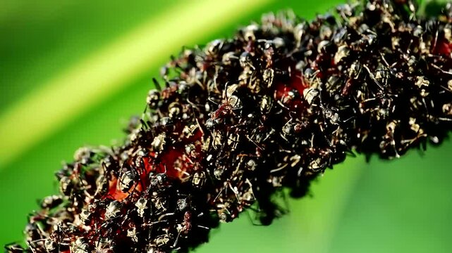 A close-up of ants interacting with aphids on a plant, highlighting the symbiotic relationship