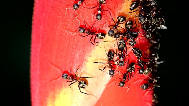 A close-up of ants interacting with aphids on a plant, highlighting the symbiotic relationship