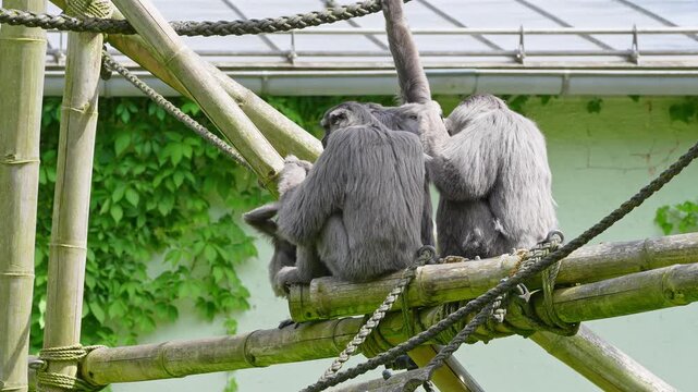 Family of Silvery gibbon, Hylobates moloch. The silvery gibbon ranks among the most threatened species.