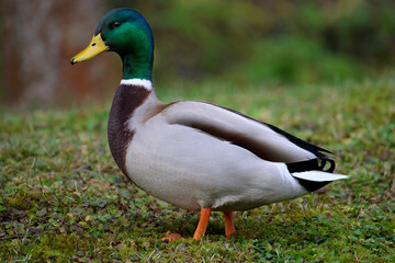 Male mallard duck standing on green grass, side view profile of a drake wild bird in a park. © Pawel