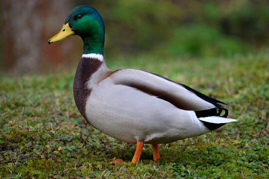 Male mallard duck standing on green grass, side view profile of a drake wild bird in a park.
