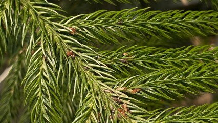 green pine needles © Artanfi