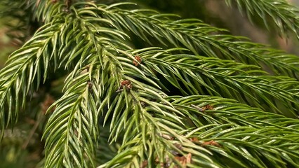 green pine needles © Artanfi