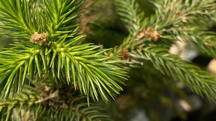 close up of pine needles © Artanfi