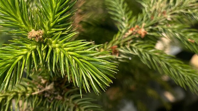 close up of pine needles