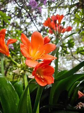 Close-up of Clivia miniata flower in bloom