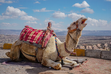 Fototapeta premium Saddled camel at scenic viewpoint overlooking Cappadocia valley