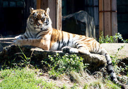 tiger on the rock