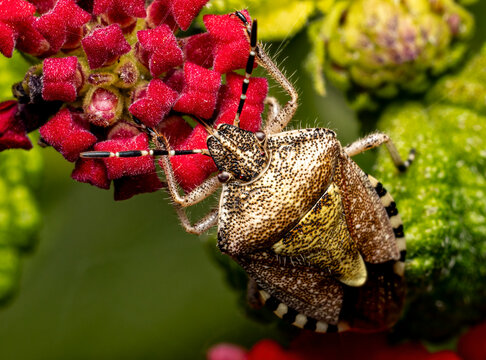 Sloe bug stink bug on red lantana flower