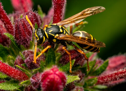 Paper wasp foraging on red flower cluster macro