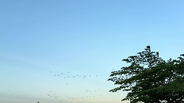 Flying egrets against blue sky background, birds in natural flight formation, wildlife and nature concept.