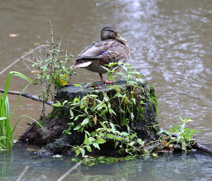 A wild duck is dozing, standing on one leg on a grass‑covered stump protruding from the water