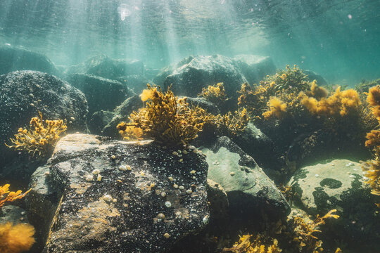 Sunbeams Illuminating Rocks and Seaweed Underwater