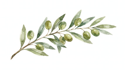 Fototapeta premium Artistic hand-painted watercolor green olive branch featuring fresh fruits and delicate leaves