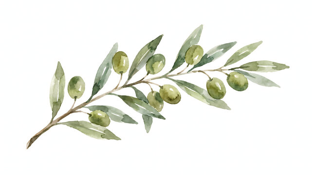 Artistic hand-painted watercolor green olive branch featuring fresh fruits and delicate leaves