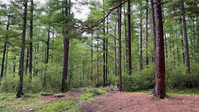 Quiet Pine Woodland With Natural Forest Trail, Tall Trees and Dense Green Undergrowth Creating a Peaceful Wilderness Landscape for Hiking and Outdoor Recreation