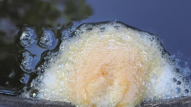 Cluster of yellowish-white foam floats on the dark water surface against the edge of a plastic container this is a frog egg mass or foam nest.