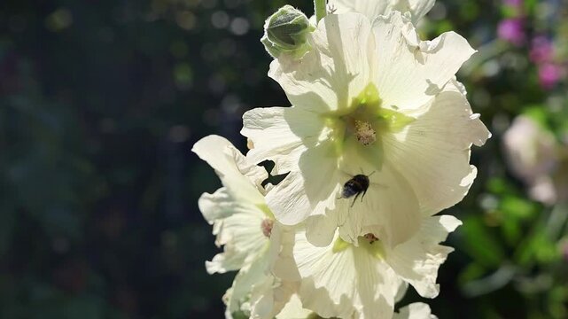 Bumblebee flying away from white flower in slow motion