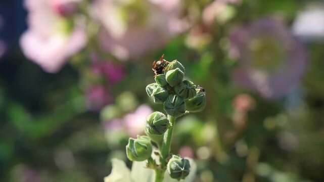 Wasp flying away from green flower buds in slow motion