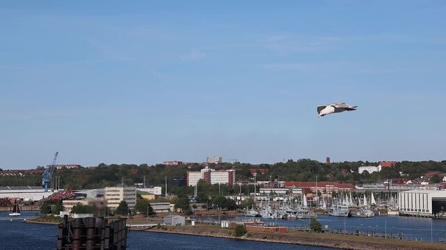 Seagull flying in slow motion over Kiel harbor