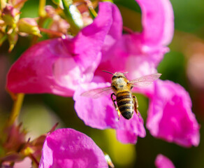 makro © Damian