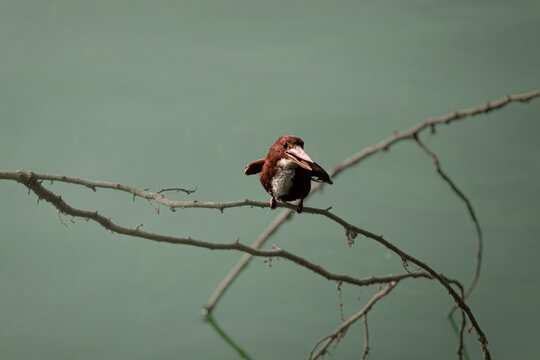 A White-throated Kingfisher (Halcyon smyrnensis) perched on a bare, slender tree branch with its beak slightly open
