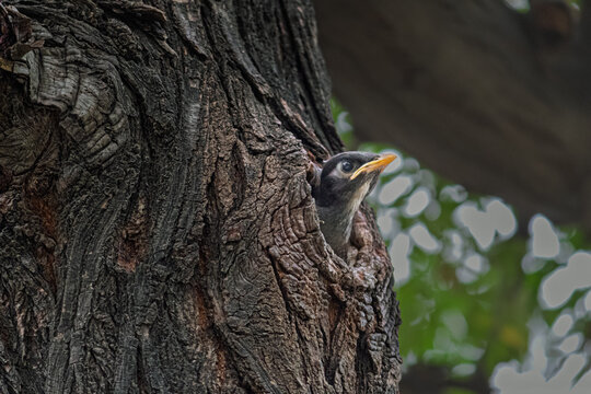 Young Asian Pied Starling Peeking Out of Tree Nest Hollow. Curious Baby Myna Chick Looking Up From Tree Bark Hole