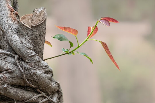 Fresh Red Leaves Sprouting from Weathered Tree Trunk Outdoors. New Life Concept Showing Red Leaves Growing on Trunk