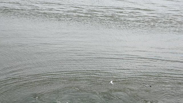 Seagulls flying over rippling sea water