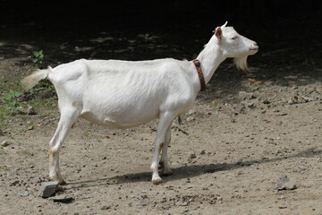 Fototapeta premium Rural White Goat Profile on Dusty Path