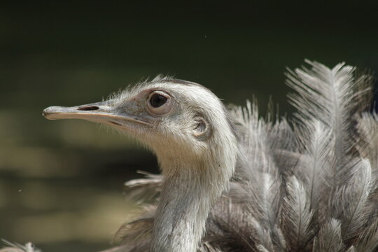 Observant Greater Rhea Bird Profile