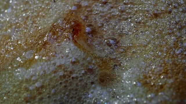Cluster of yellowish-white foam floats on the dark water surface against the edge of a plastic container this is a frog egg mass or foam nest.
