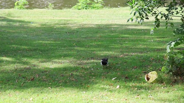 Eurasian magpie bird walking on green grass