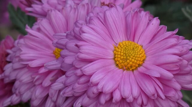 Pink chrysanthemum (Chrysanthemum) macro view showing yellow disc florets and pink petals, camera tilt, macro, soft light. Intricacy and Vitality.