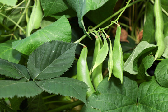 Green bean pods hang on a climbing stem among dense, succulent foliage. Soft natural lighting highlights the freshness and organic growth of this vegetable crop in a home garden.