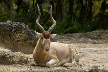 Addax antelope portrait. Miami Metro Zoo, Miamia, FLorida, USA. © Yan