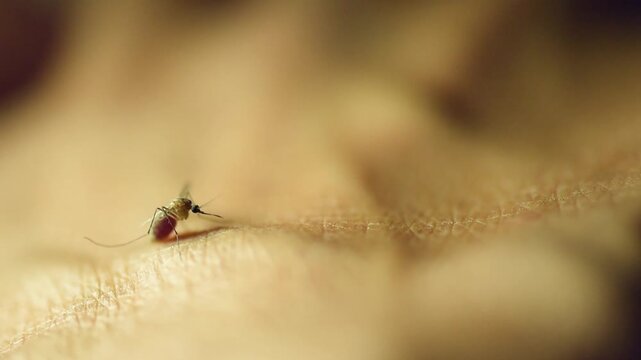 Macro video of an engorged mosquito resting on the surface of human skin with its abdomen swollen and visibly filled with blood after feeding.