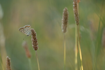 una farfalla lycaena tityrus in estate al tramonto © Simona