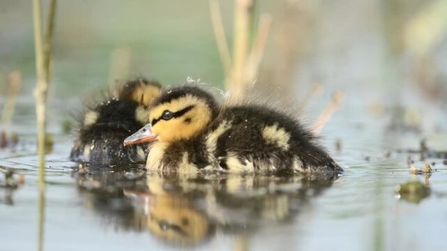 Two fluffy ducklings float and paddle in calm marsh water on a bright morning