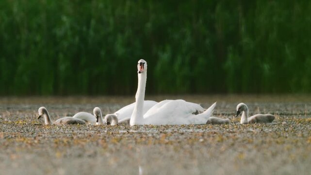 Two adult white swans lead several small gray cygnets swimming on calm lake water at dawn.