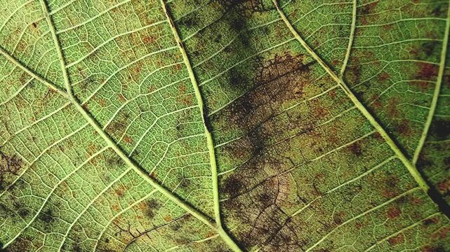 Detailed Teak Leaf Vein Texture Panning Horizontally For Motion Graphic Background In 4K Macro Slow Motion Loop
