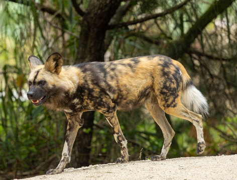 African wild dog on the move. Miami Metro Zoo, Miamia, FLorida, USA.