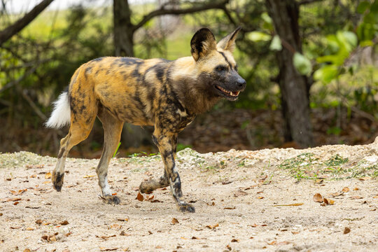 African wild dog on the move. Miami Metro Zoo, Miamia, FLorida, USA.