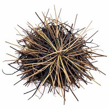 Charred dry grass blades after grassfire on white background  burnt nature, wildfire ash, environmental damage, ecology concept