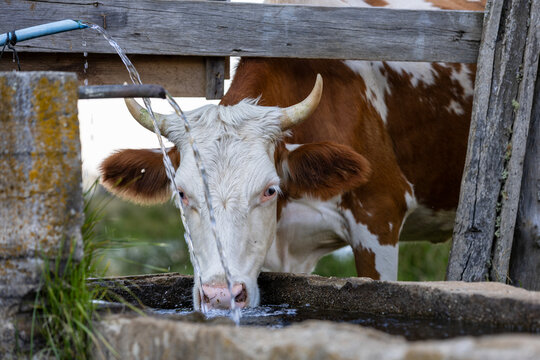 Brown and white horned cow drinking fresh flowing water from a traditional stone trough in a rural countryside setting, representing farm life, livestock and traditional village life.