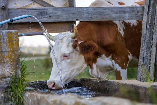 Brown and white horned cow drinking fresh flowing water from a traditional stone trough in a rural countryside setting, representing farm life, livestock and traditional village life.